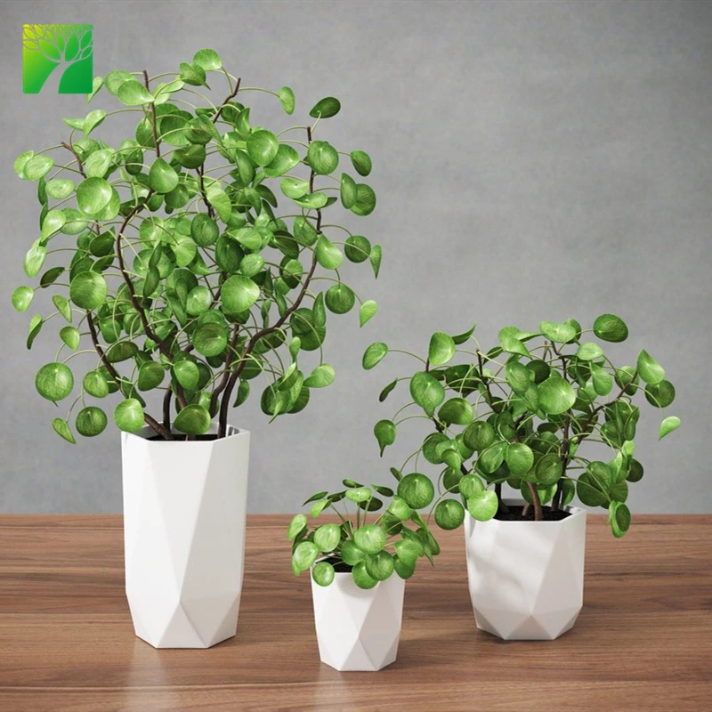 
Wholesale indoor and outdoor Pilea peperomioides Chinese money plant missionary plant live succulent 