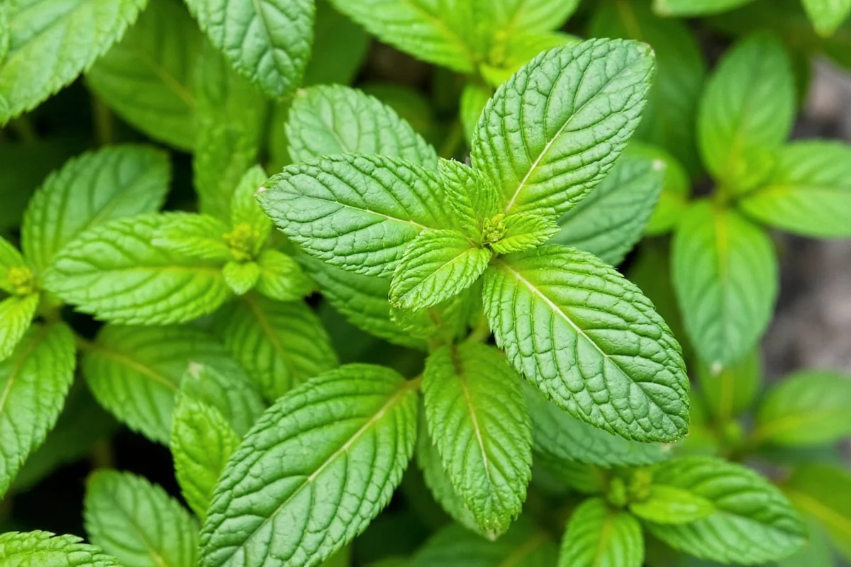 how to care for mint plants