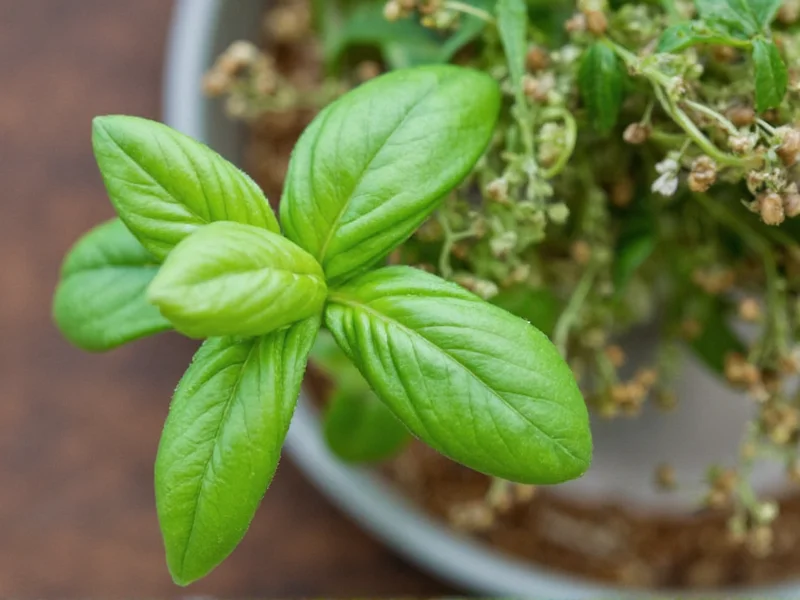 1/4 Cup Fresh Basil to Dried Conversion: Exact Measurements