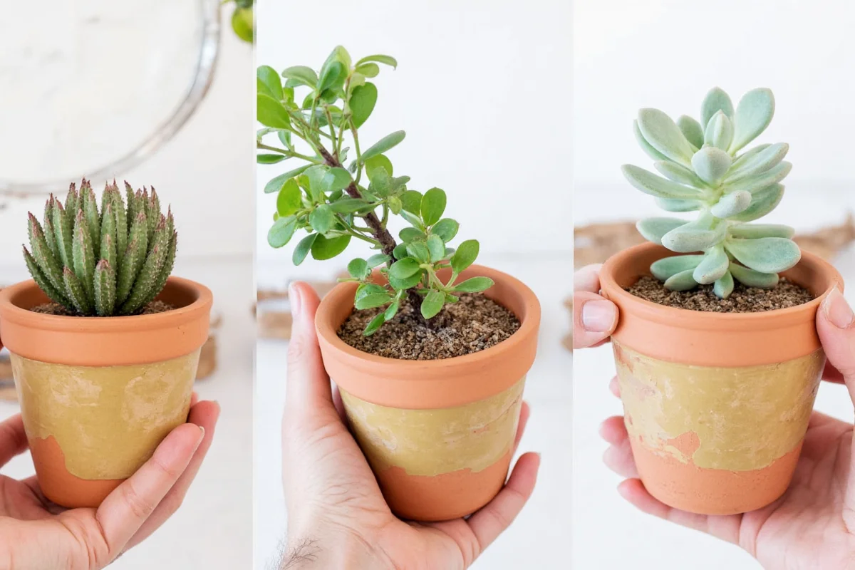 how to plant succulents in pots