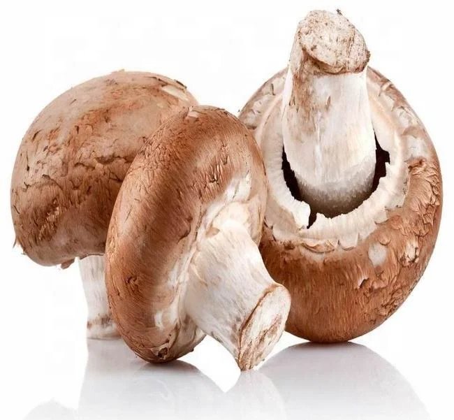 
Shiitake Mushroom Spawn Champignon Mushroom Seeds 