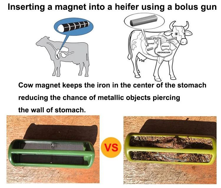Cow Stomach Rumen Rumen Stomach Cow