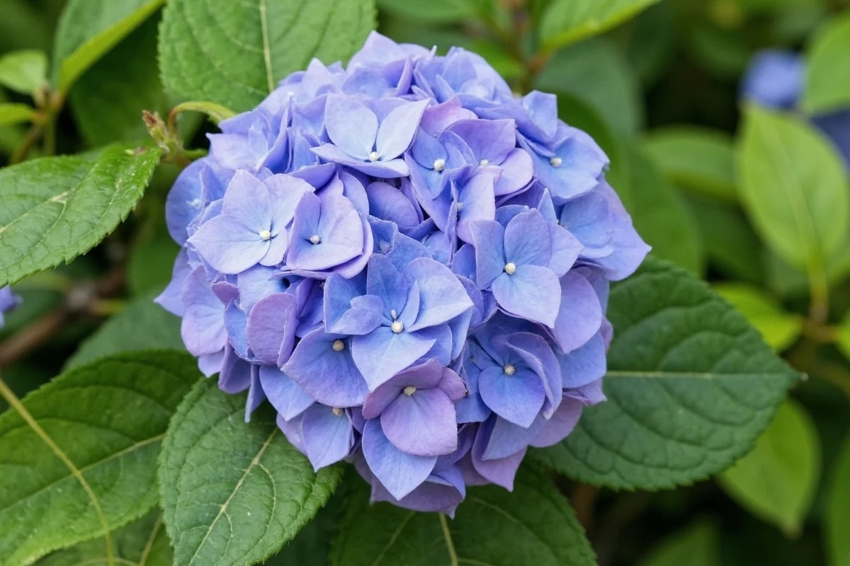 should you prune hydrangea plant