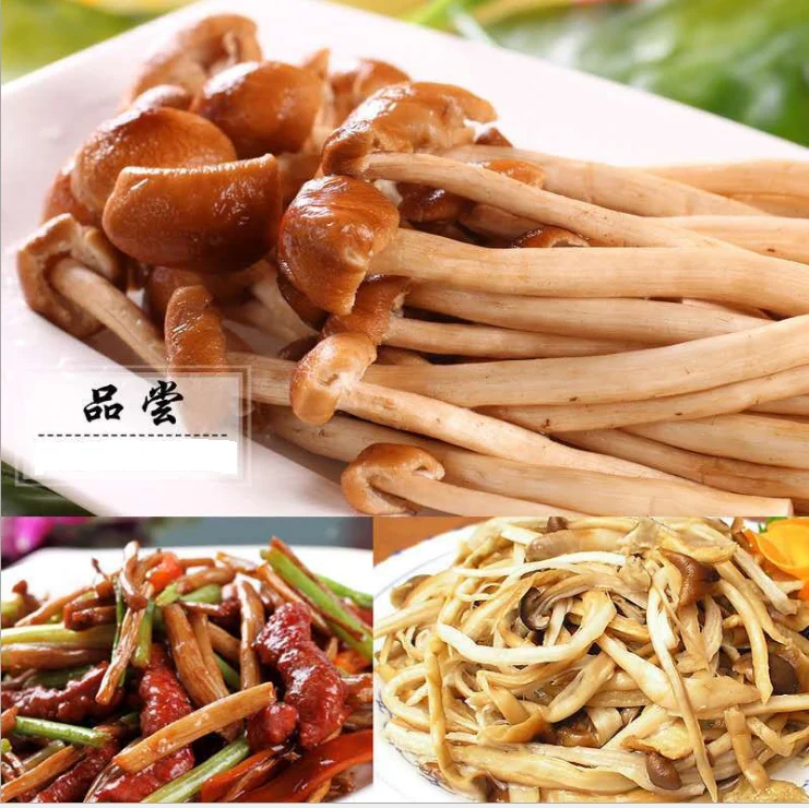 
Market Price Agrocybe Aegerita Tea Tree Mushroom 