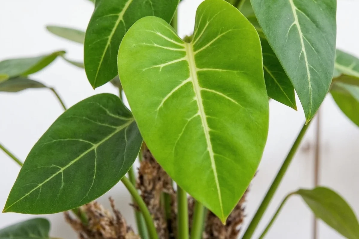 how to take care of elephant ear plant
