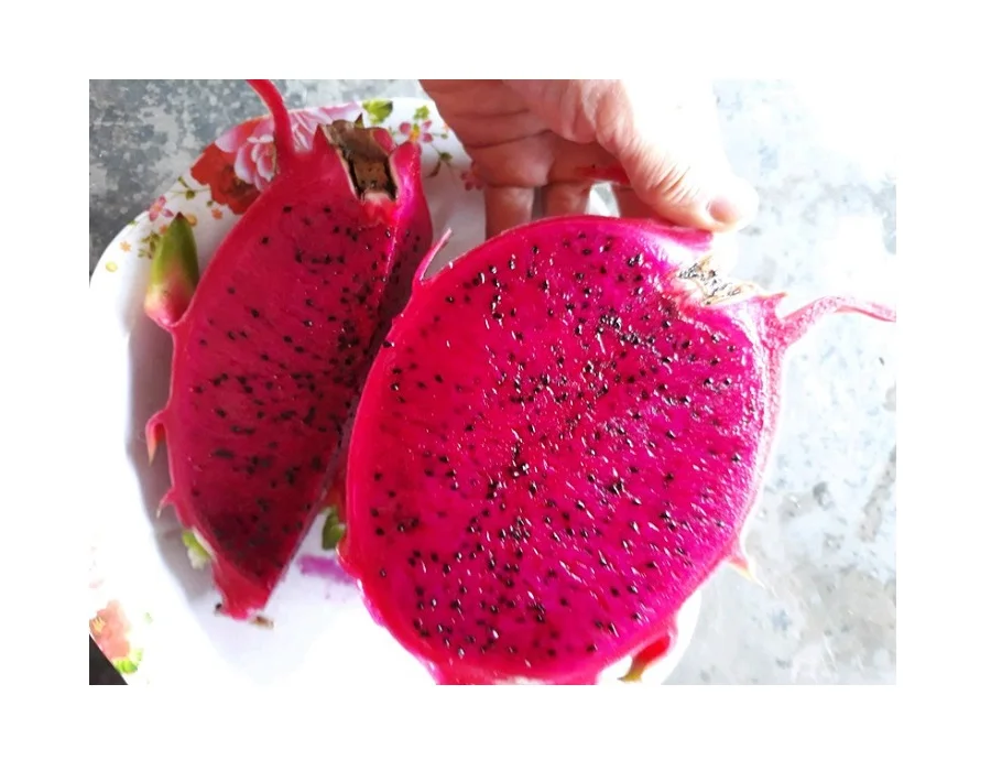 
Fresh Dragon Fruit Sweet Import From Vietnam - High Quality White/Red Dragon Fruit - Fresh and Sweet Dragon Fruit 