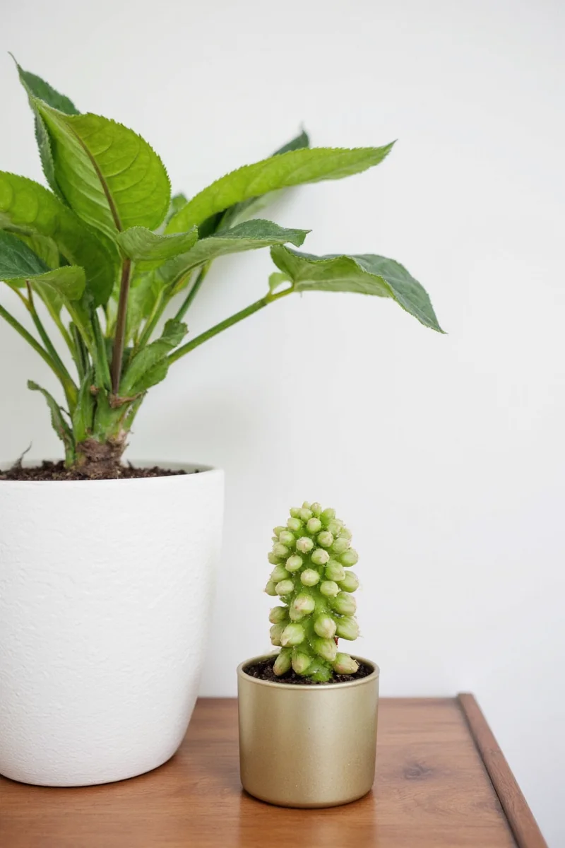 Fiddlehead Fig in a Lively Family Room with Toys and Books
