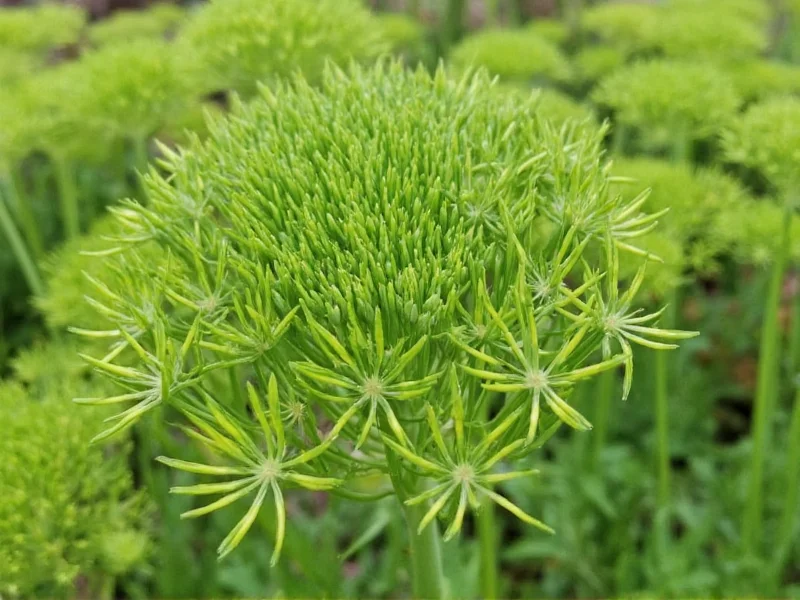 What a Head of Dill Looks Like: Visual Identification Guide