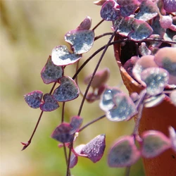 
Pink live plants String of Hearts natural plants 