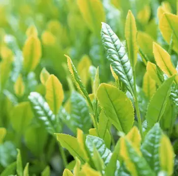 tea tree oil spray photos