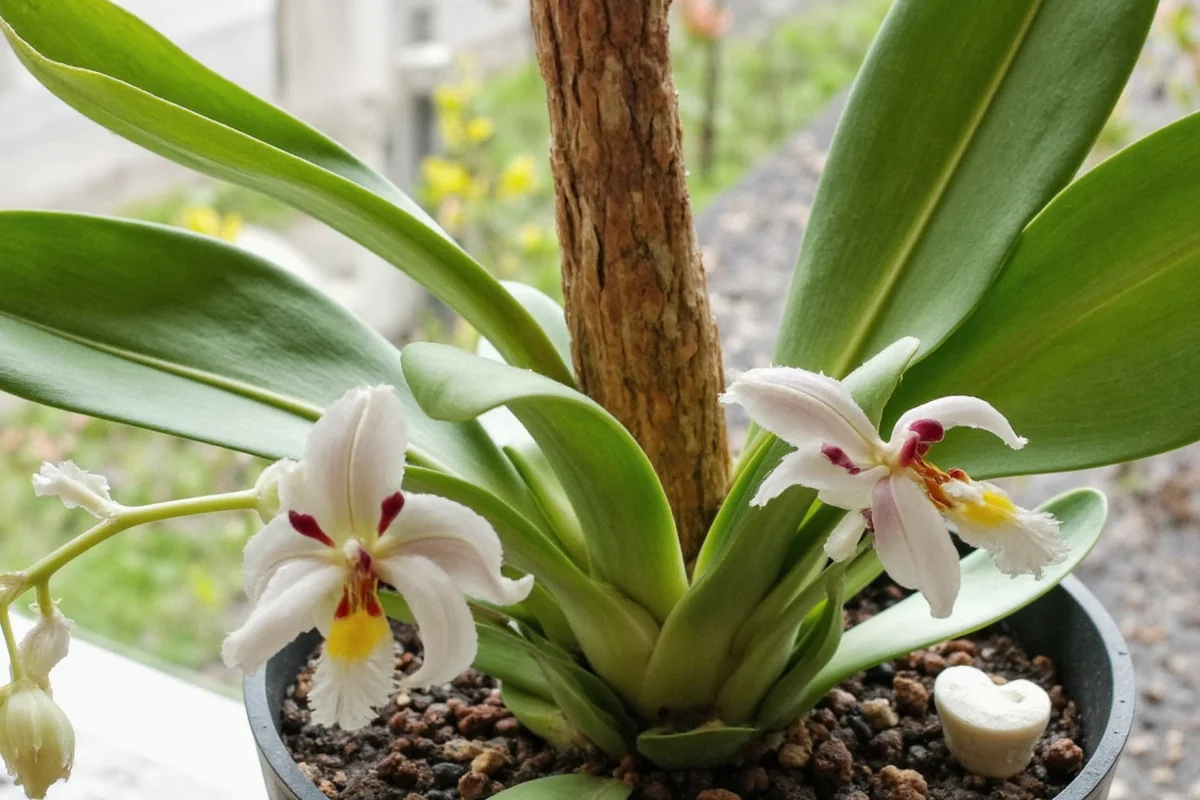 how to prune a orchid plant