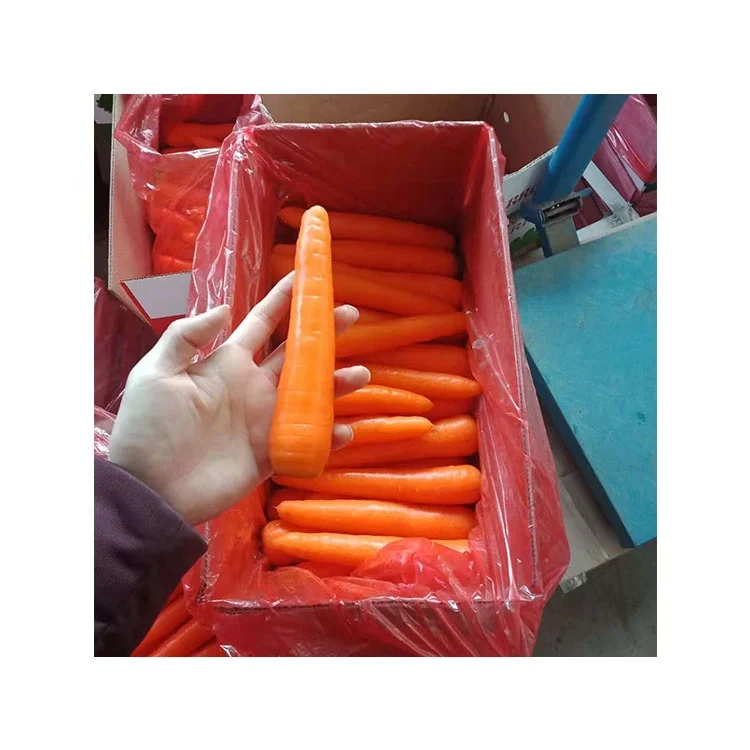 
Fresh wholesale Chinese spot carrots 