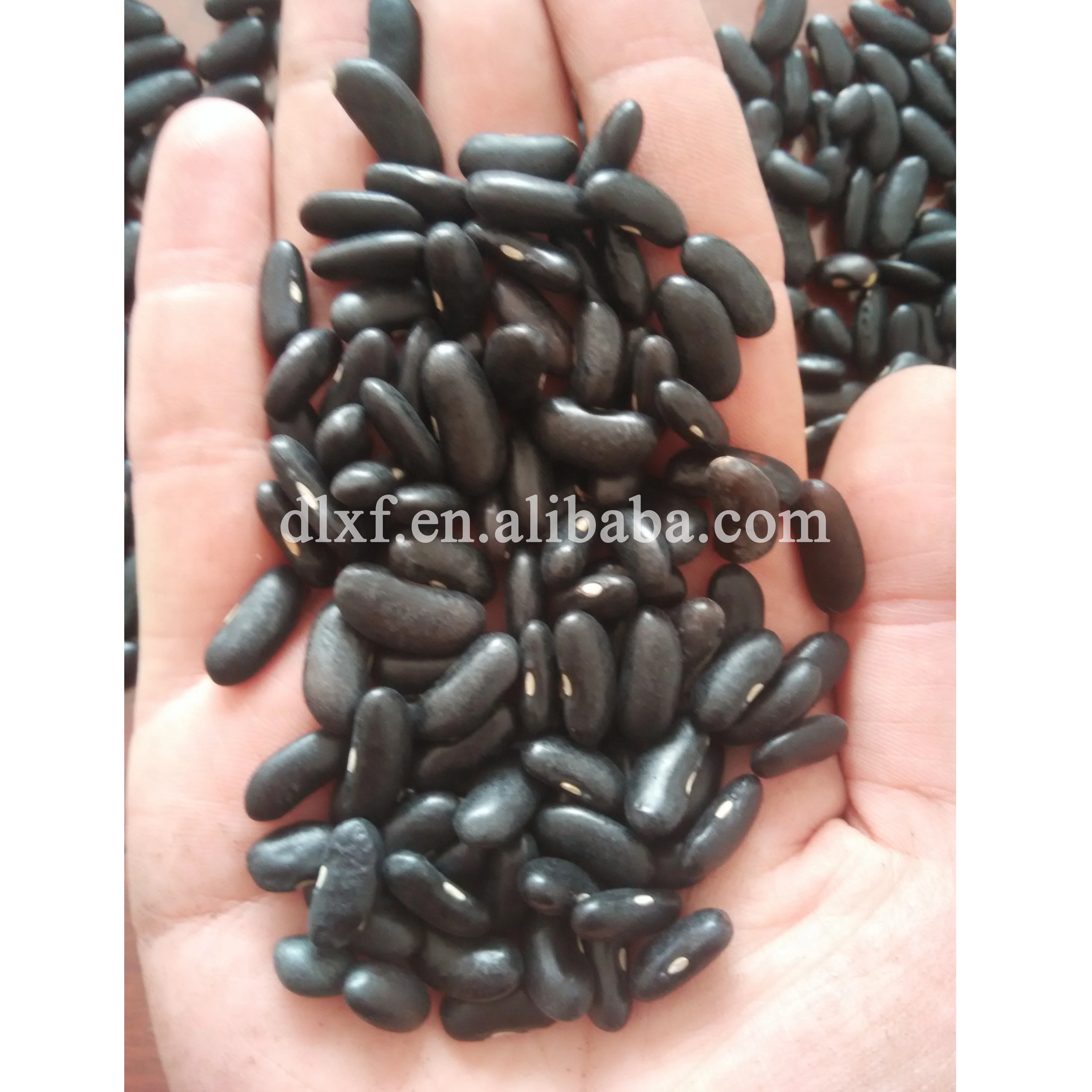 
organic black kidney beans 