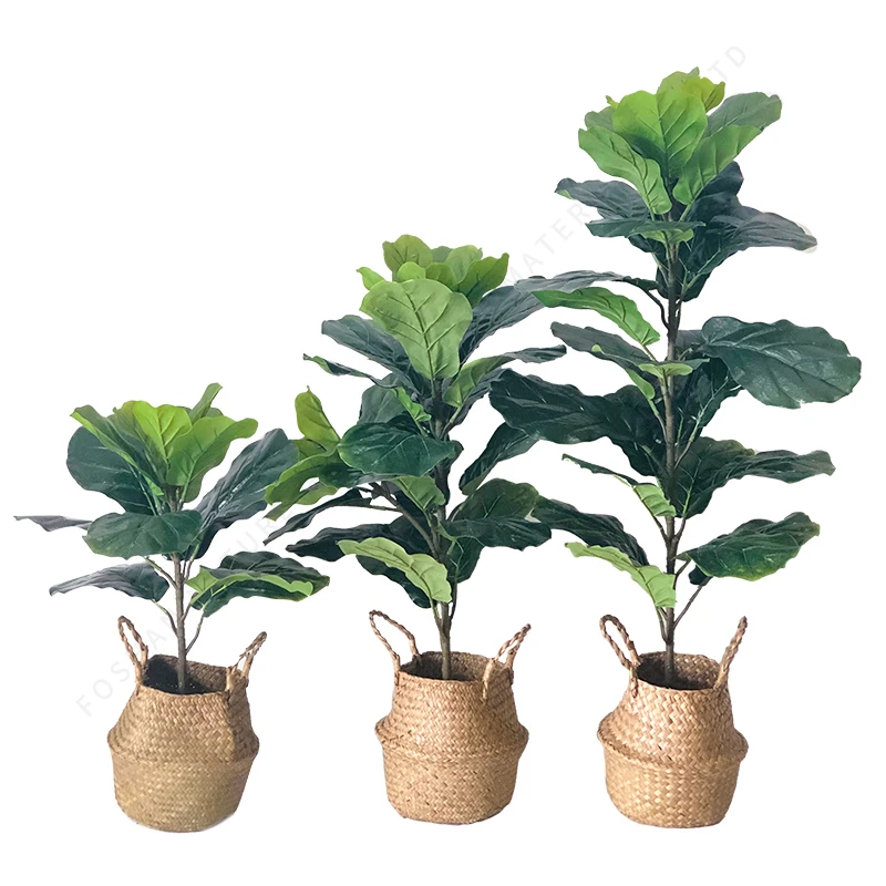 Fiddle Leaf Fig растение