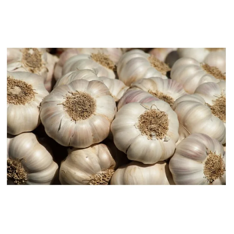 
Hot Sale Fresh White / Red Garlic Low Price Garlic For Sale 