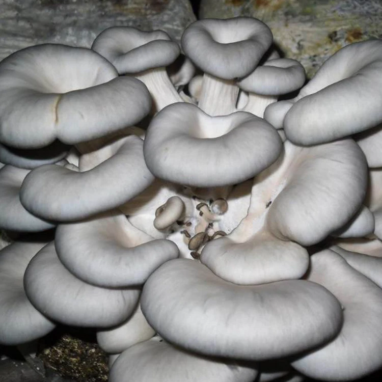 
High Quality Factory Price Oyster Mushroom Spawn For Sale 