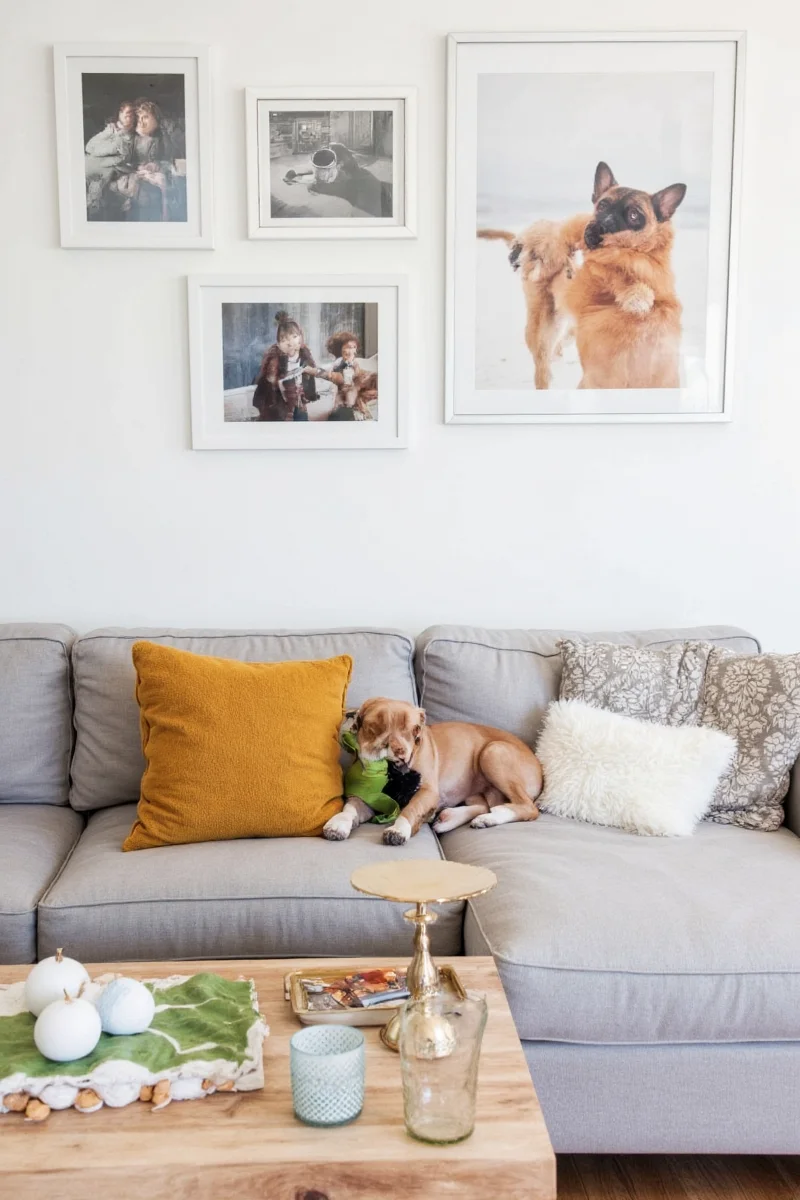 7 pawsitively brilliant ways to style your home with pet inspired pictures and decor