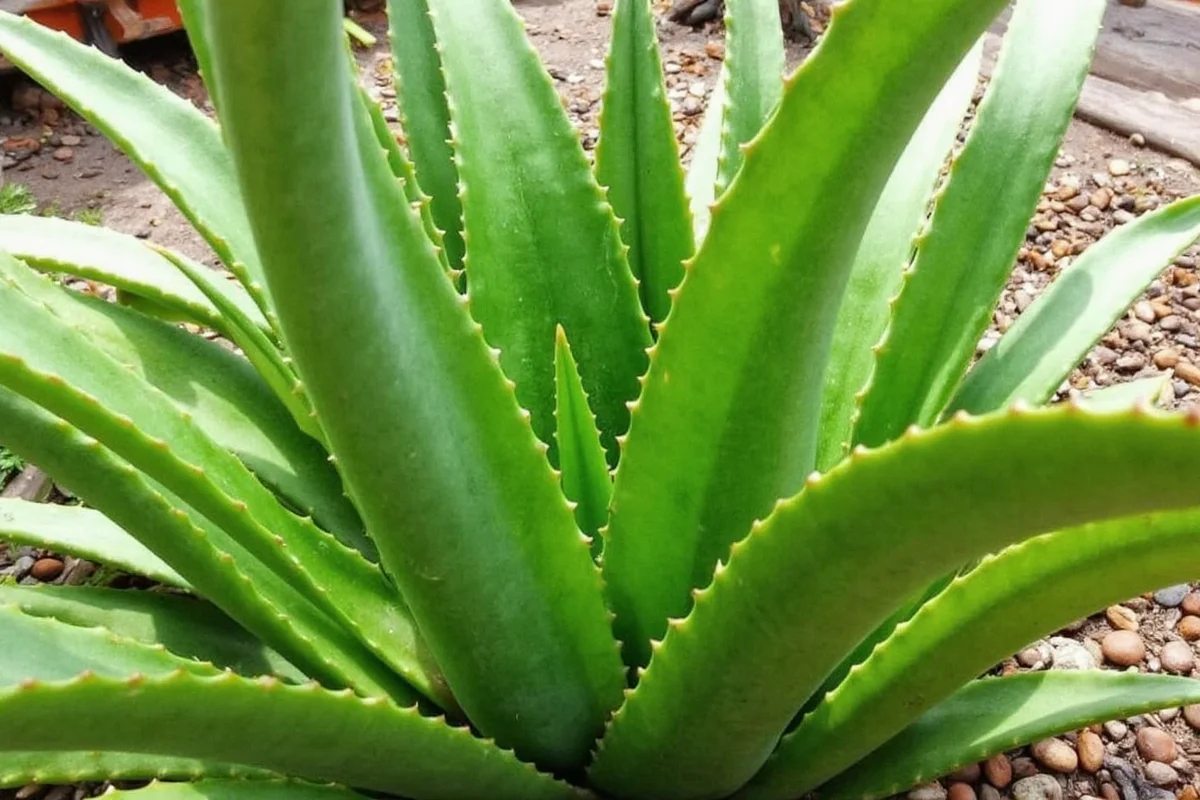 can you plant aloe vera outside