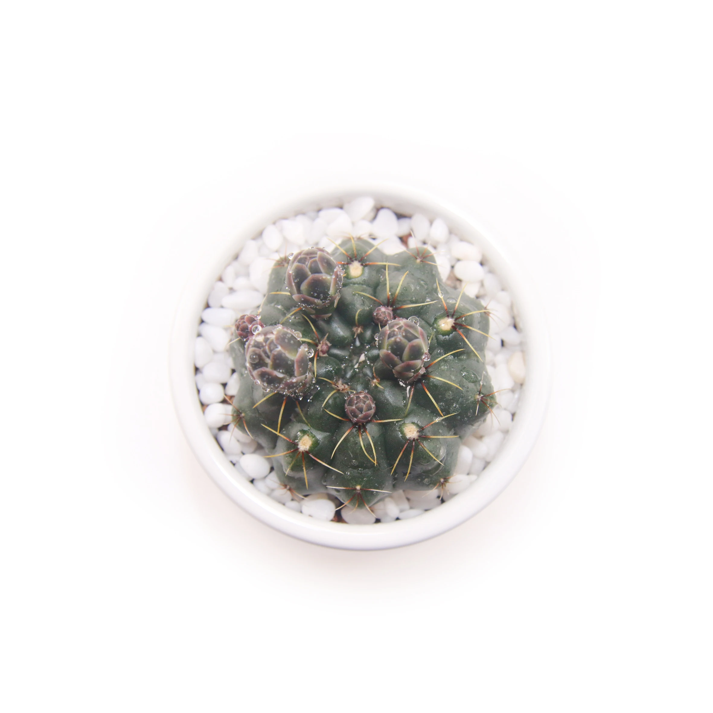 
beautiful cactus plant live succulent Gymnocalycium baldianum for home and garden nursery 