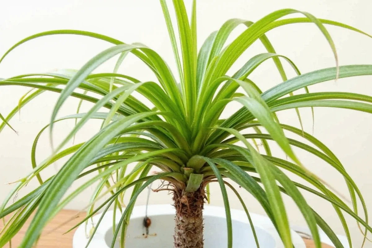 do spider plants like coffee grounds
