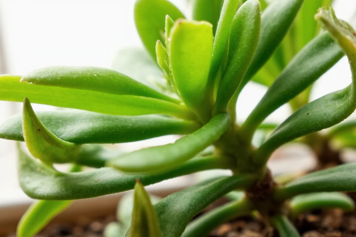 how much light do jade plants need