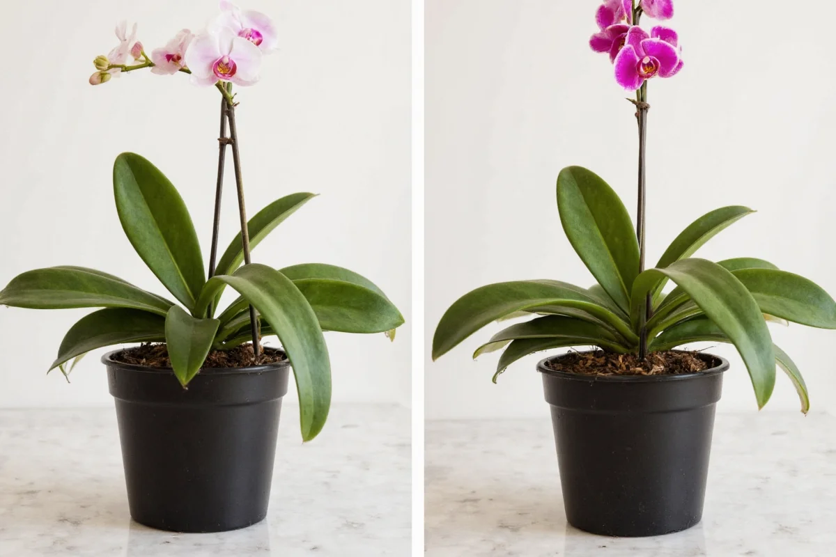 how to repot an orchid plant