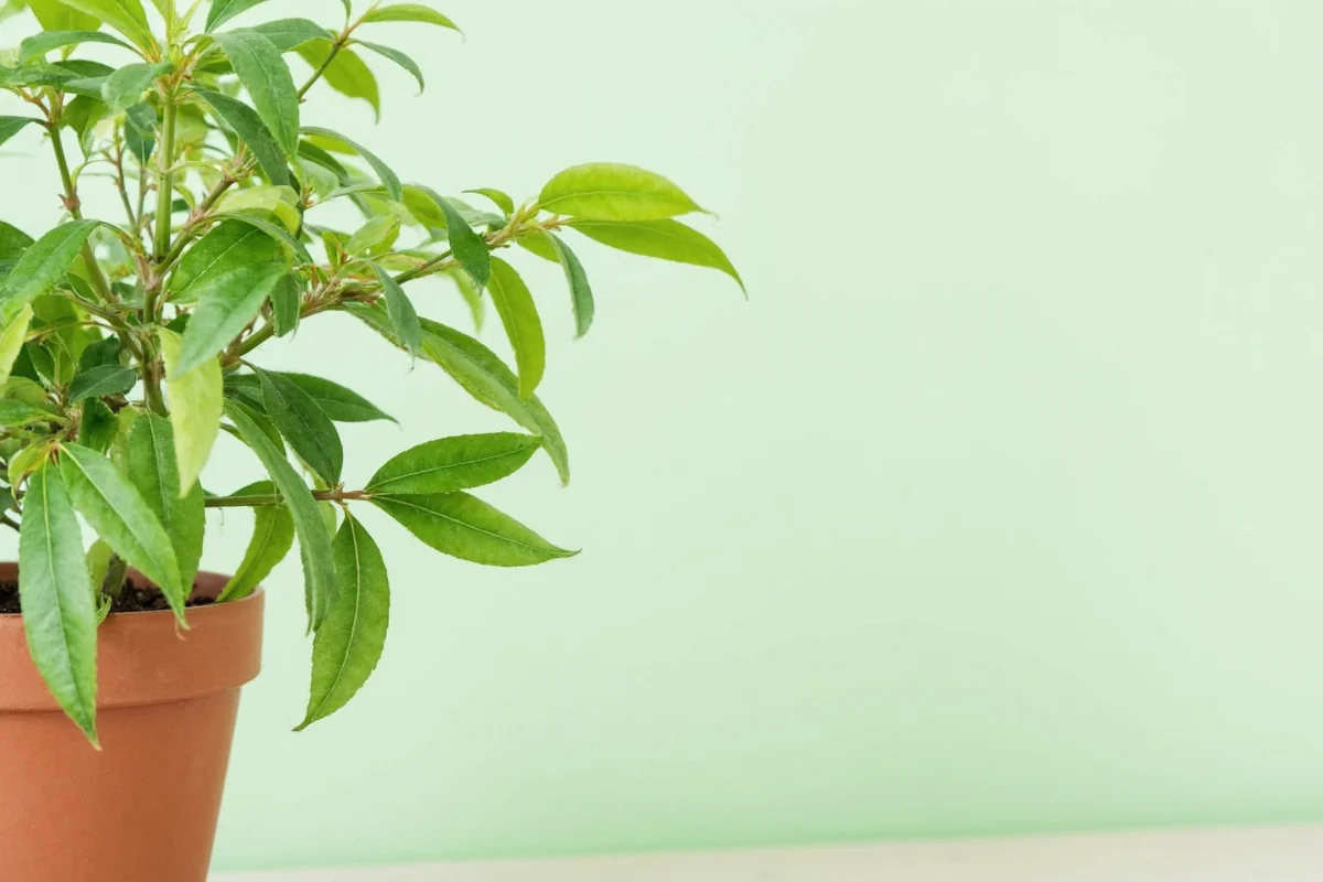 how to care for money tree plant indoors