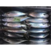 BQF Freezing Process and Fish Product Type slimy/spotted chub/blue mackerel fish