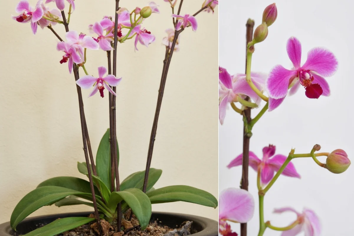 how to save a dying orchid plant
