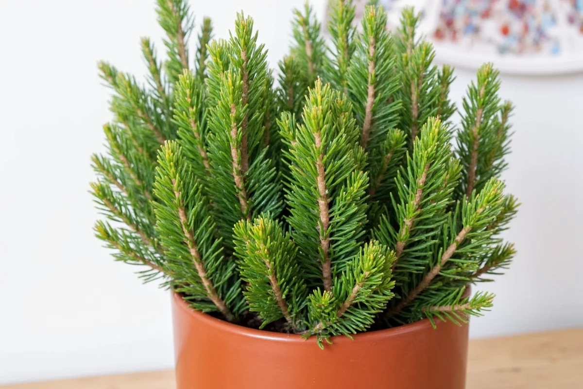 how to care for a norfolk pine plant