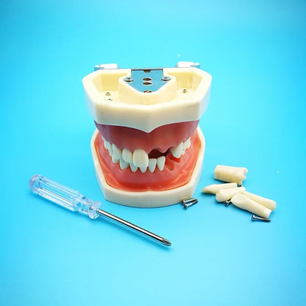 
low price human dental practice model /detachable teeth model  (62110107121)