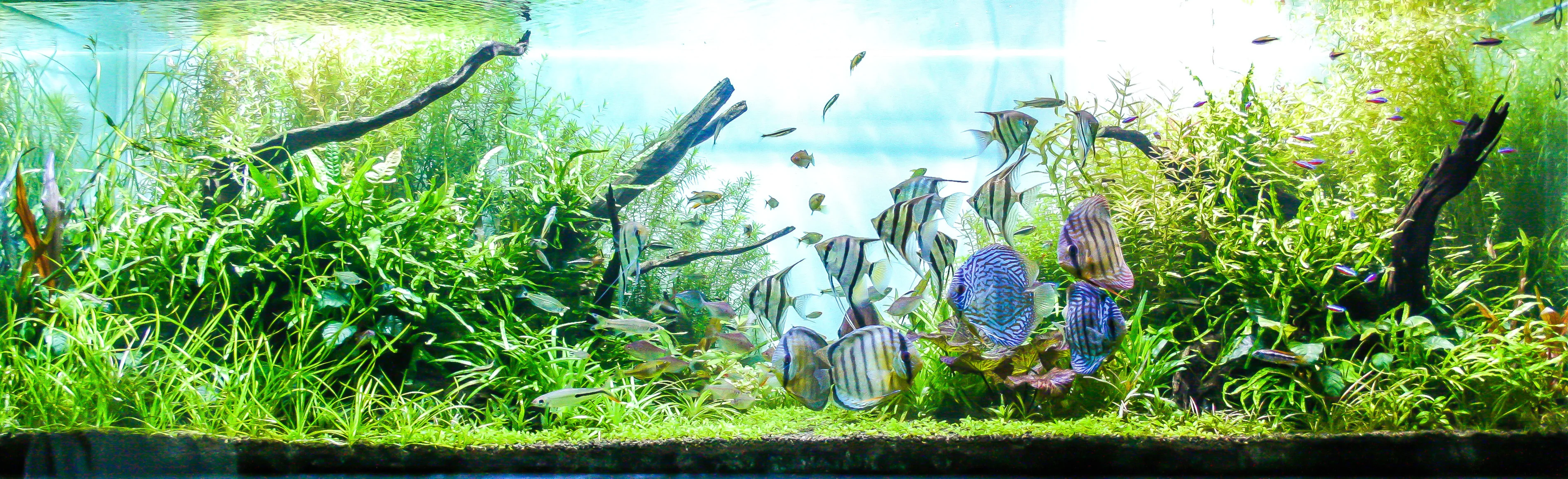 Adesivo de fundo de aquário - Textura de prancha de madeira HD 3D decoração  de pôster - para aquário de peixes de 5 a 60 galões habitat de répteis  (35,4 x 23,6