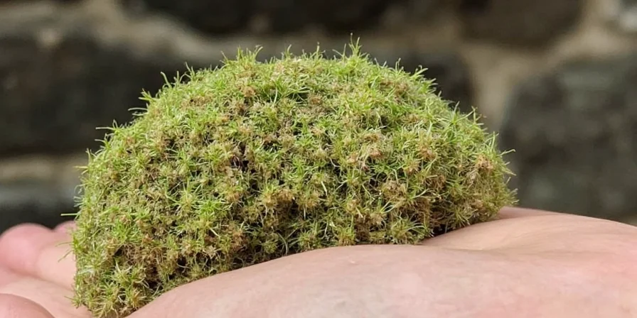 Dill Weed Head - Fresh Herb Closeup