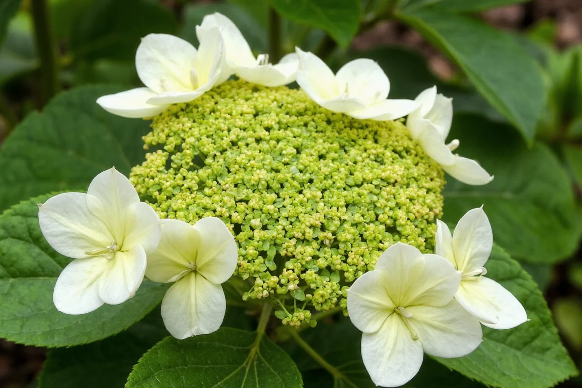 how deep to plant hydrangea