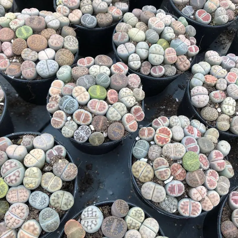 
10*10cm pots for cactus indoor mini New Cactus Succulent 1cm Lithops 