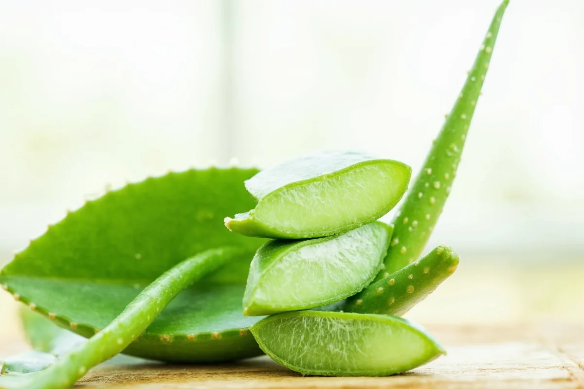 is aloe vera plant safe to eat