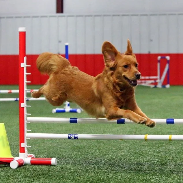 

Amazon Top Seller Dog Agility Jump Wing Dog Agility Training Hurdle Pet Training Products (European DIN Standard Pipe ), Red, white. blue. yellow