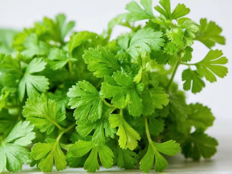 coriander italian parsley