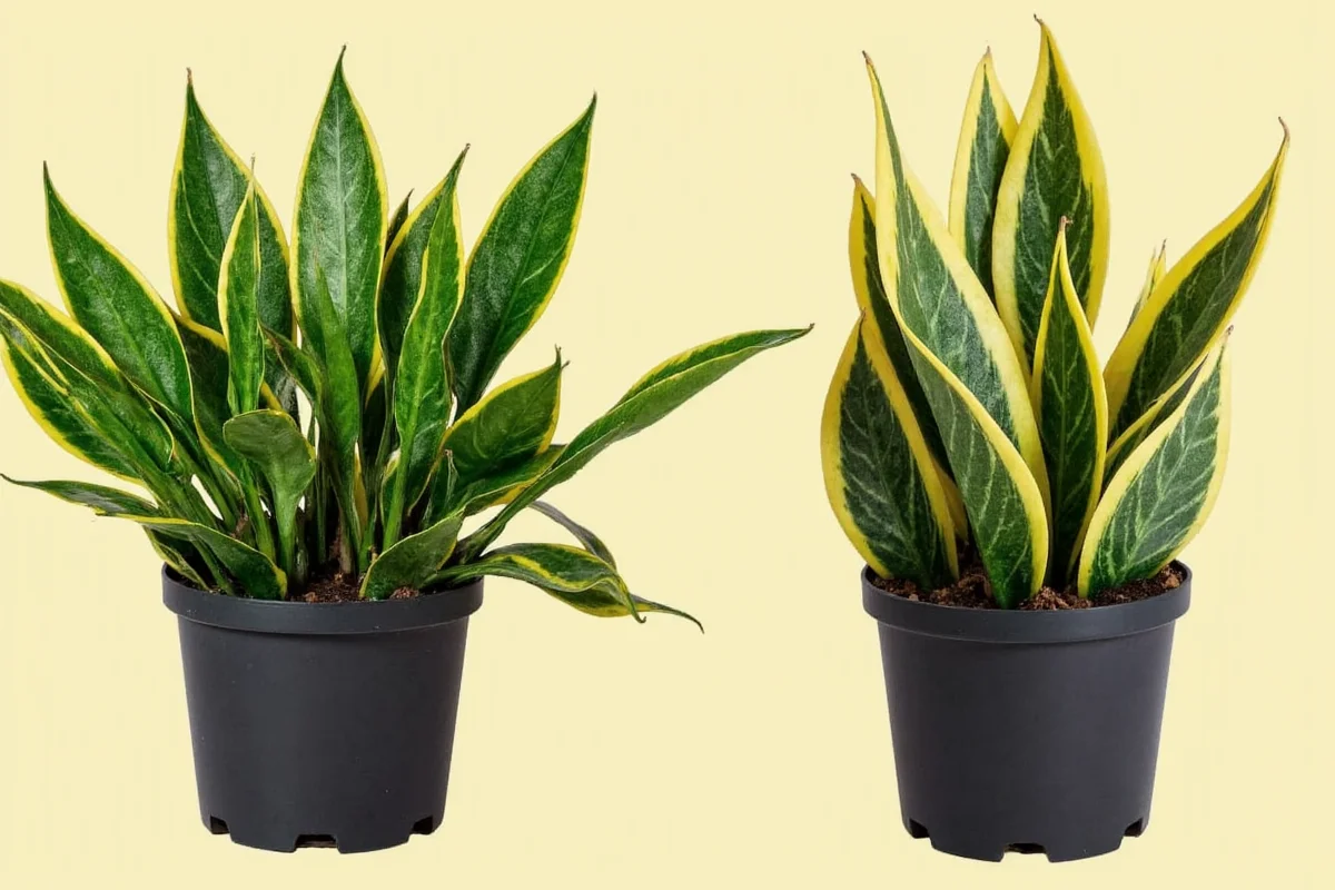 do snake plants need direct sunlight