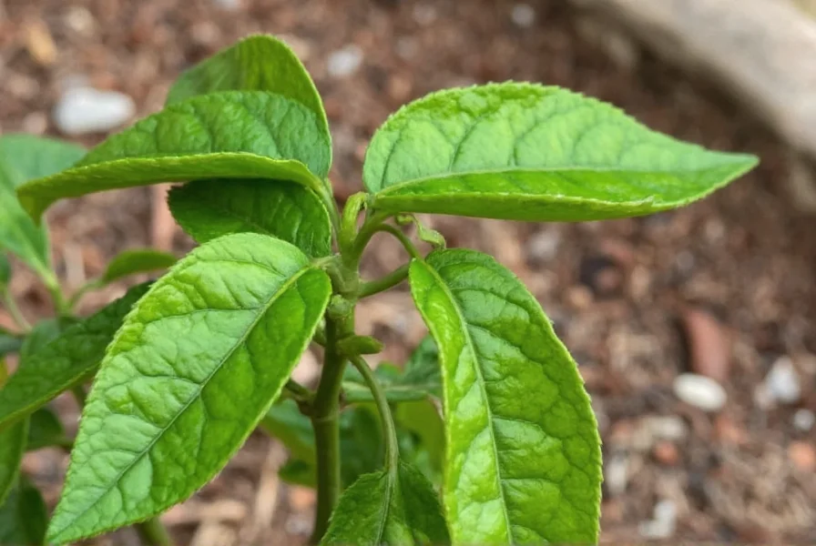 mulato pepper spicy sweet and full of soul a flavor packed guide for chili lovers