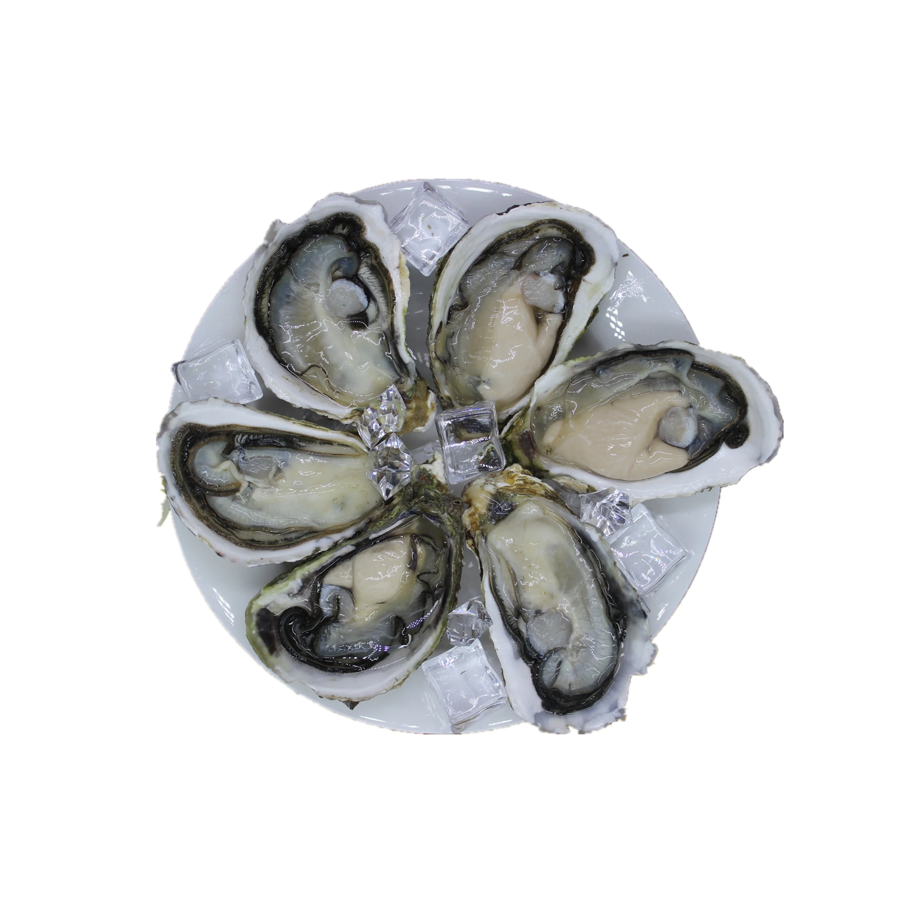 
Frozen Half Shell Oyster With Big Size And Sweet Taste 