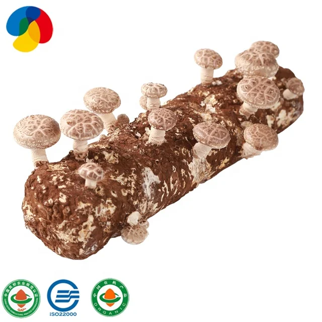 
2019 ISO22000 Certificate mushroom farm frozen health fresh shiitake mushroom seeds for growing 