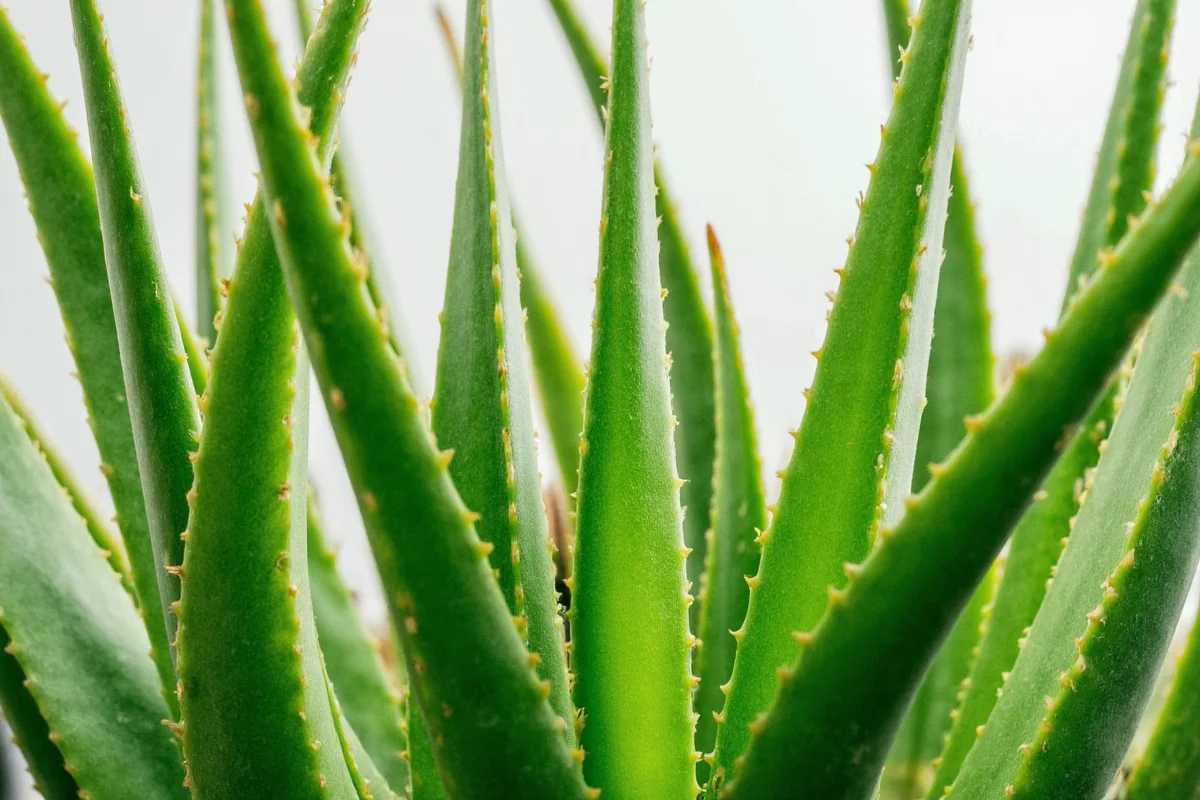 Where Do Aloe Vera Plants Grow Naturally and Commercially?, image size:1200x800