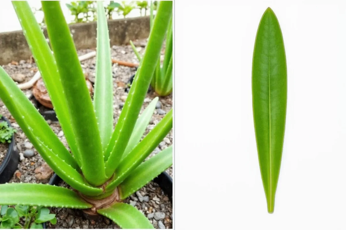 how to plant aloe vera from a leaf