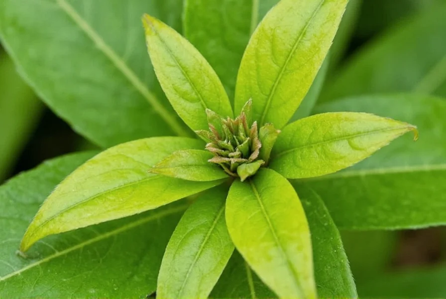 Close-up of Chinese star anise plant showing mature fruit pods on tree