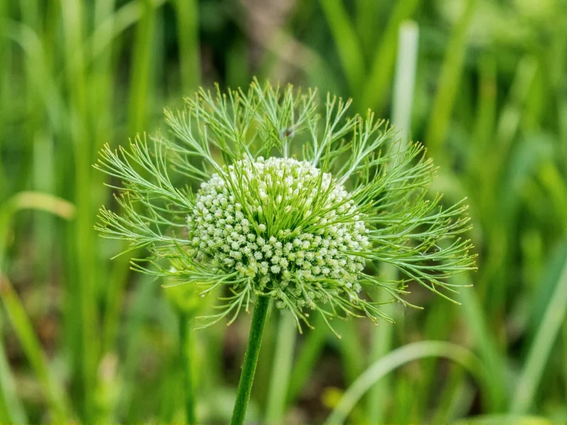 Wild Dill in Georgia: Facts and Identification Guide