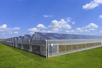 
Hydroponic Venlo polycarbonate Energy Drive Photovoltaic Panel Solar Greenhouse 
