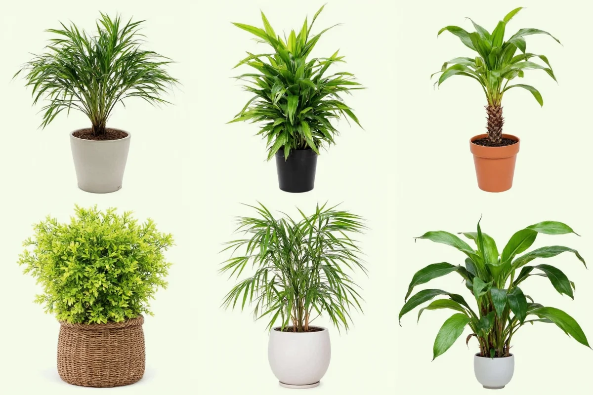 how to care for bamboo house plant