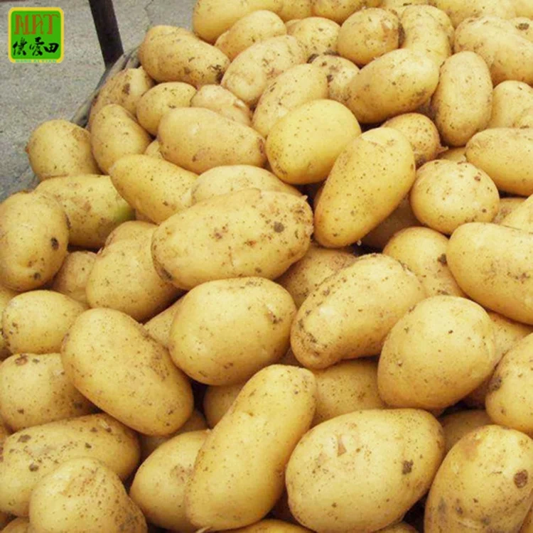 
Potato fresh sweet potatoes high quality cheap price professional export wholesalers fresh potato 