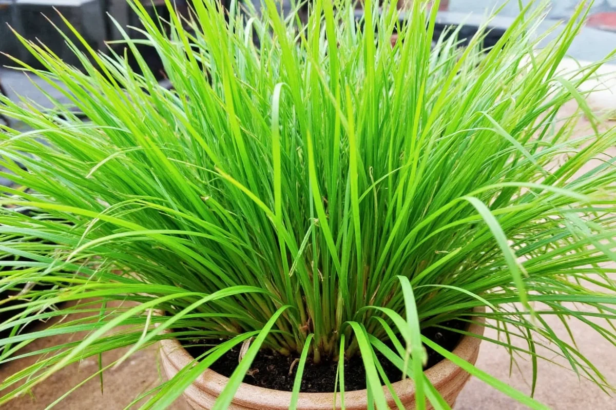 how to care for lemongrass plant